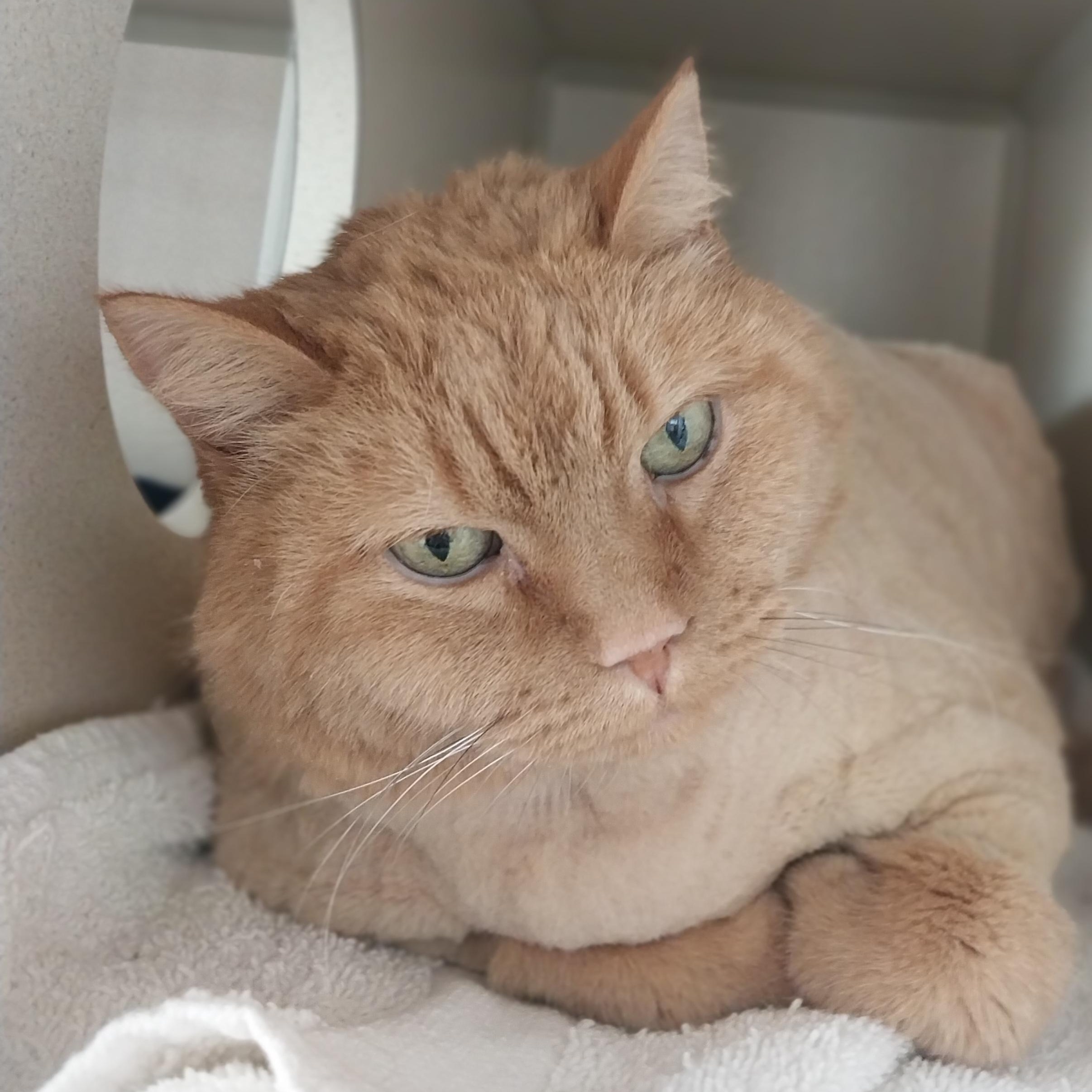 Molly, an adopted Domestic Short Hair in Ridgway, CO image 2/5