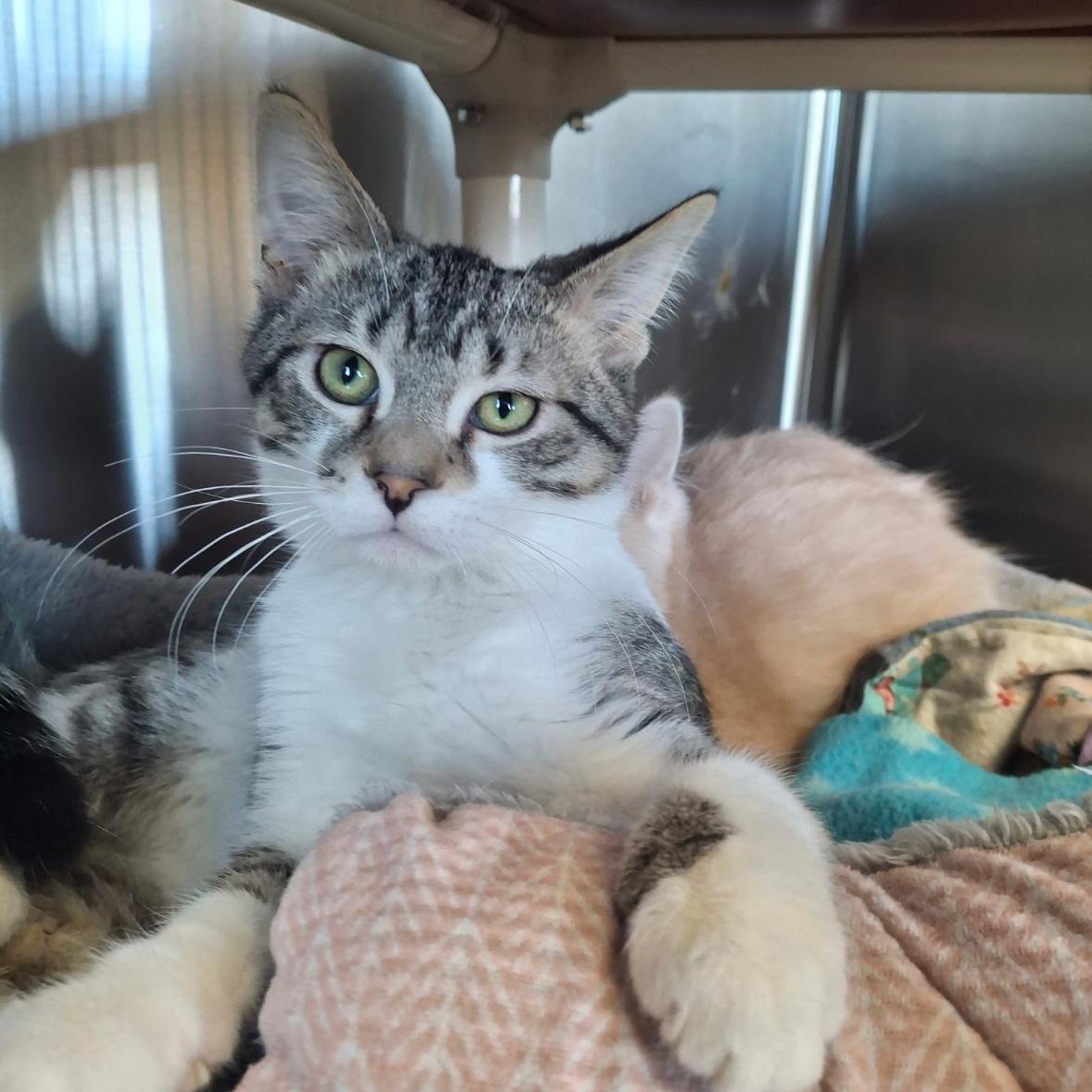 Driver, ADOPTABLE, Young Male Tabby.