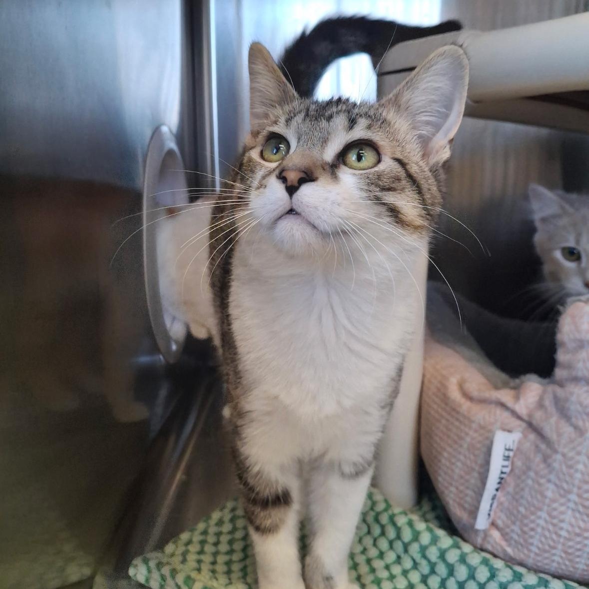 Enlarge Driver, a ADOPTABLE mixed breed in Little Falls, MN image 2/2