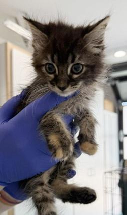 Enlarge 7 week old Kittens - reserve yours today, a ADOPTABLE Domestic Medium Hair in Santa Maria, CA image 2/6