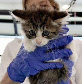 Enlarge 7 week old Kittens - reserve yours today, a ADOPTABLE Domestic Medium Hair in Santa Maria, CA image 4/6