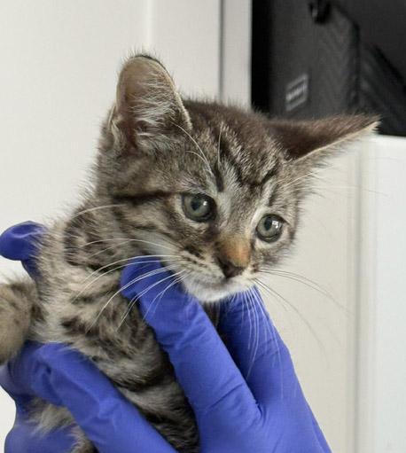 Enlarge 7 week old Kittens - reserve yours today, a ADOPTABLE Domestic Medium Hair in Santa Maria, CA image 5/6