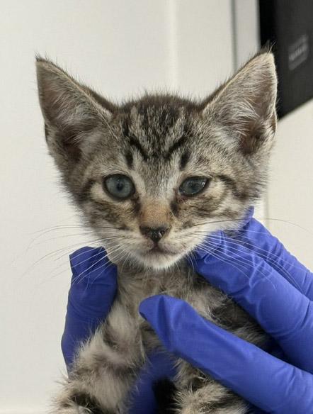 Enlarge 7 week old Kittens - reserve yours today, a ADOPTABLE Domestic Medium Hair in Santa Maria, CA image 6/6