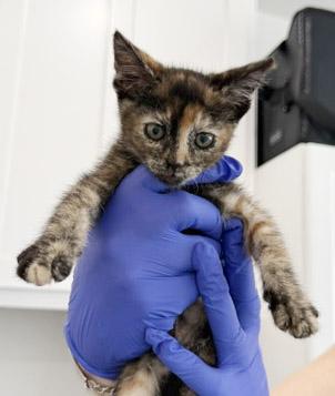 7 week old Kittens - reserve yours today, ADOPTABLE, Kitten Female Domestic Medium Hair.