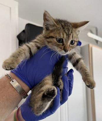 Enlarge 7 week old Kittens - reserve yours today, a ADOPTABLE Domestic Medium Hair in Santa Maria, CA image 3/6