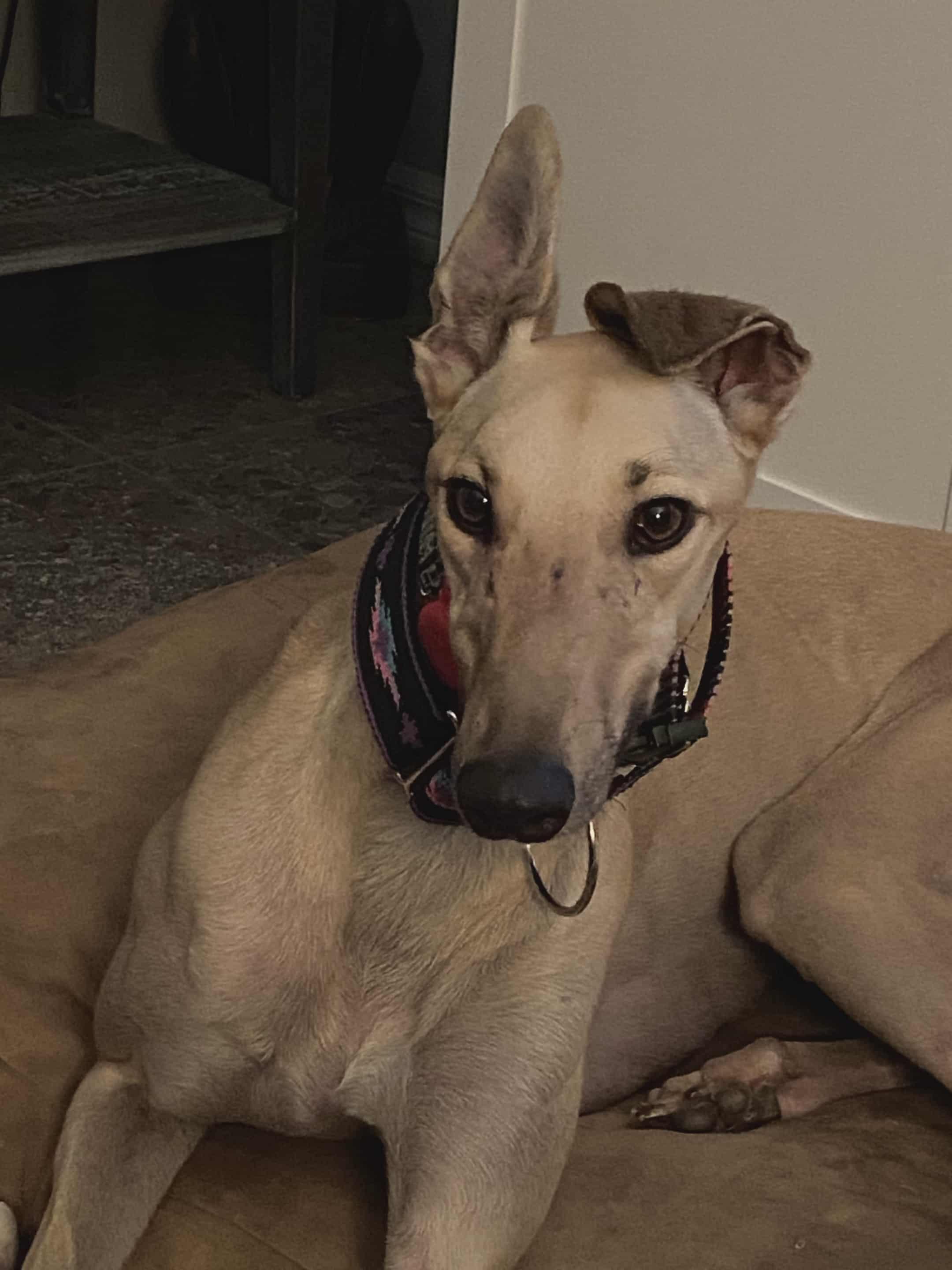 Enlarge Golden Eagle (Freida), an adopted Greyhound in North Port, FL image 1/2