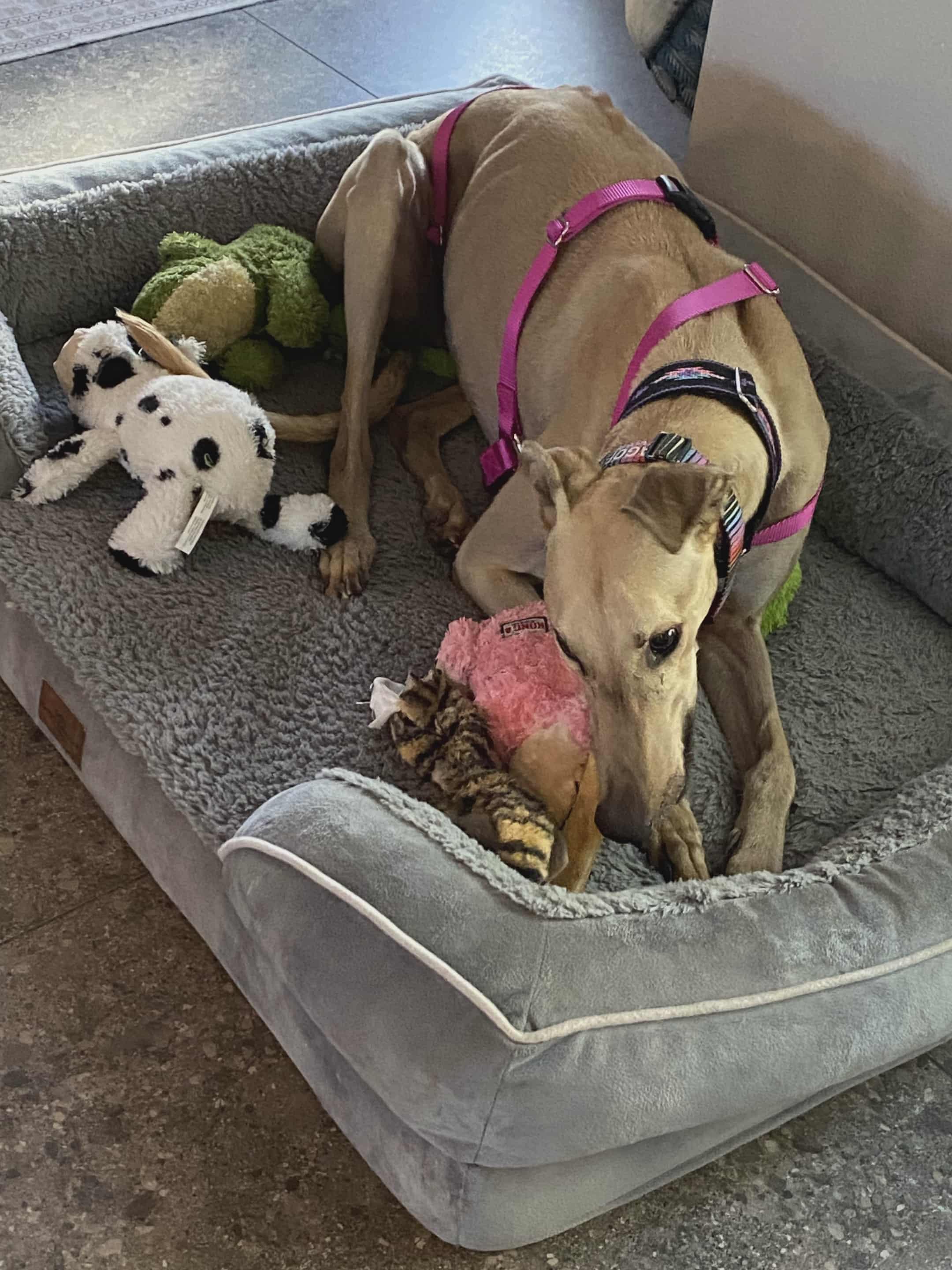 Enlarge Golden Eagle (Freida), an adopted Greyhound in North Port, FL image 2/2