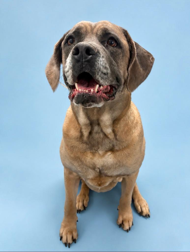 Enlarge Frankie, a Adoptable Mastiff in Rock Springs, WY image 1/1