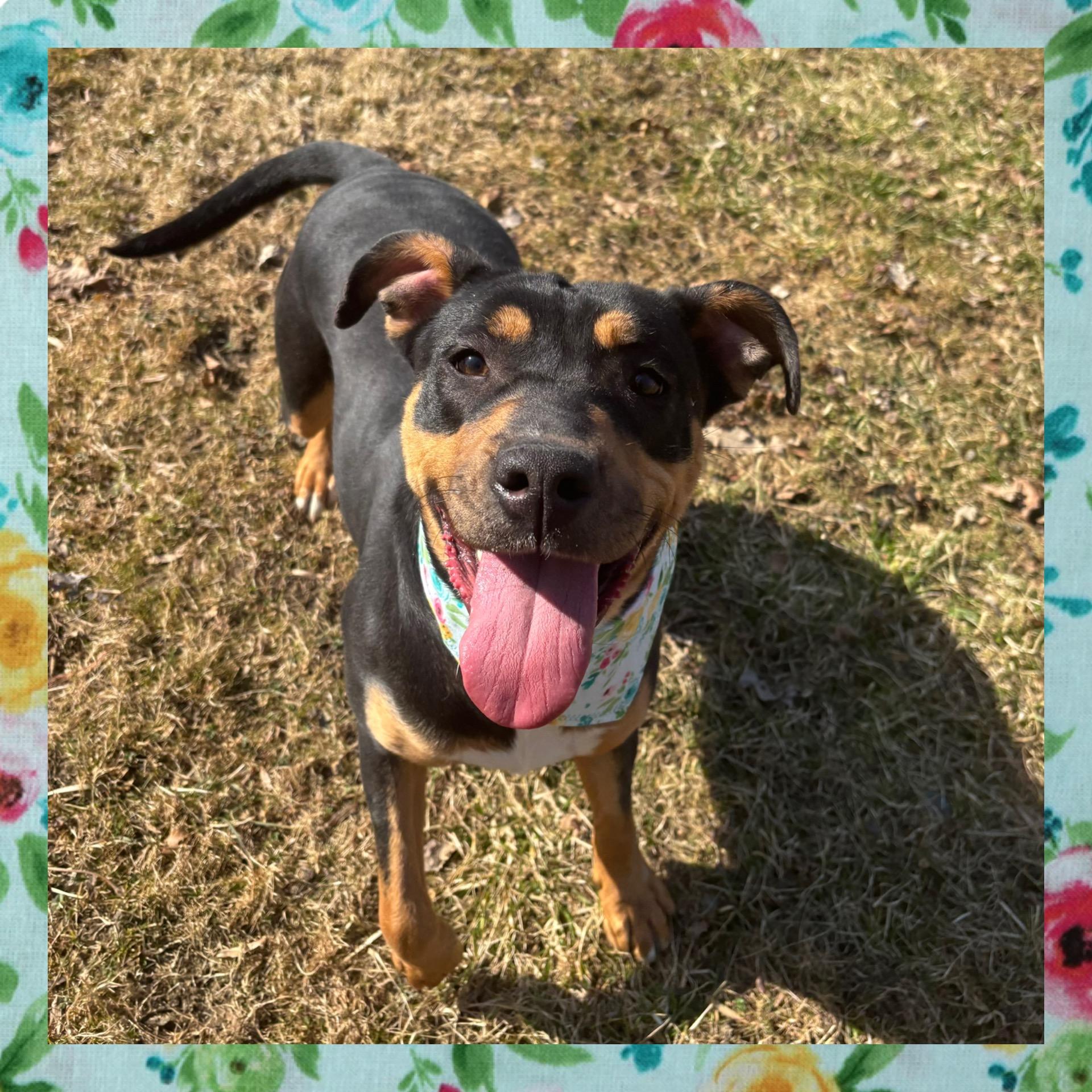 Chloe, Young Female Mixed Breed