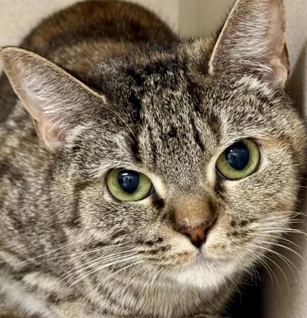 Eve, a ADOPTABLE Domestic Short Hair in Andover, CT image 3/5