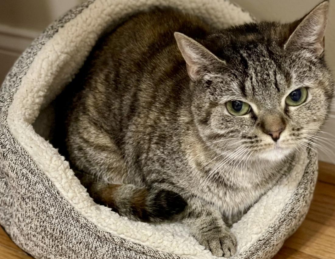 Eve, a ADOPTABLE Domestic Short Hair in Andover, CT image 2/5