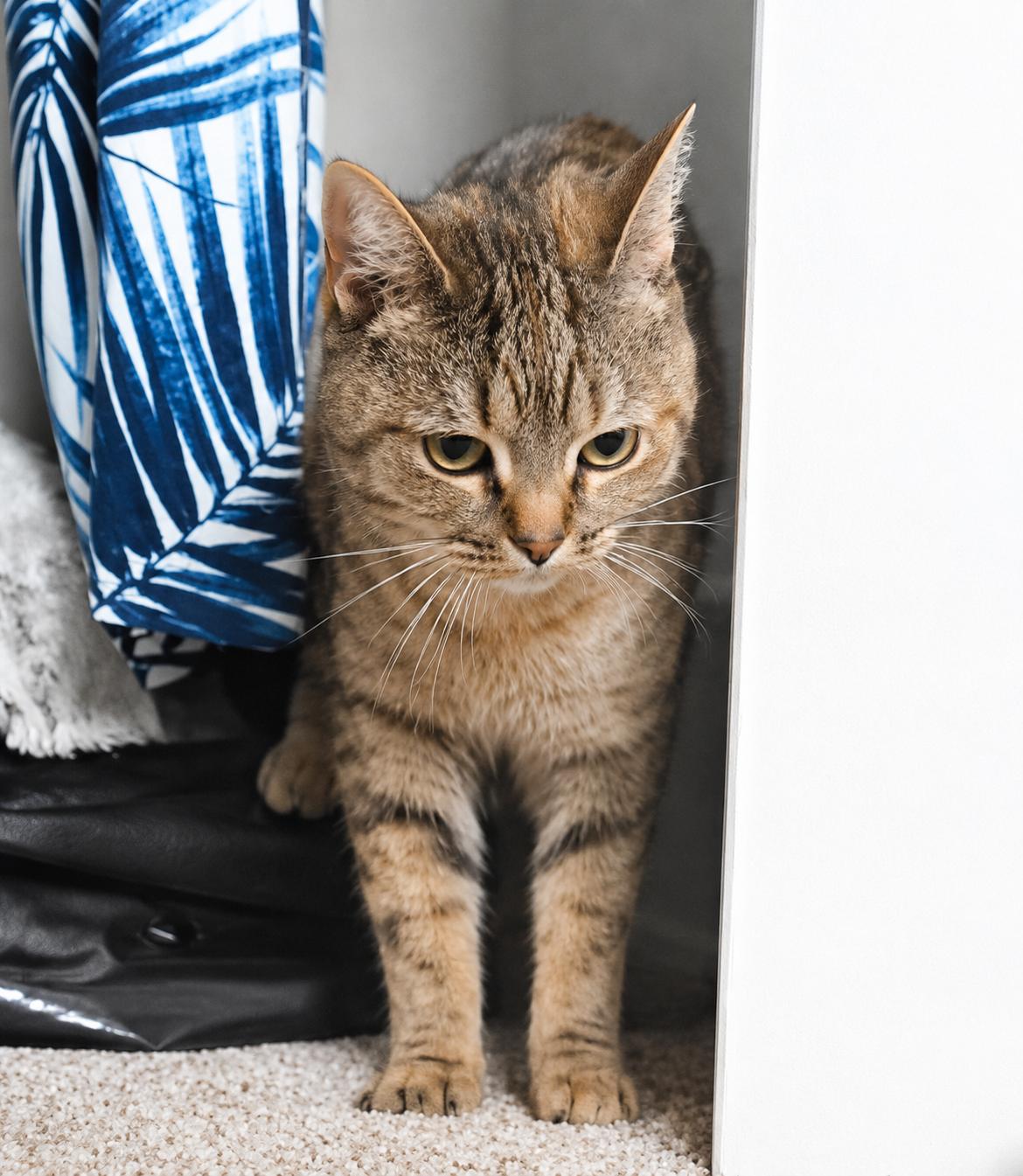 Eve, a ADOPTABLE Domestic Short Hair in Andover, CT image 5/5