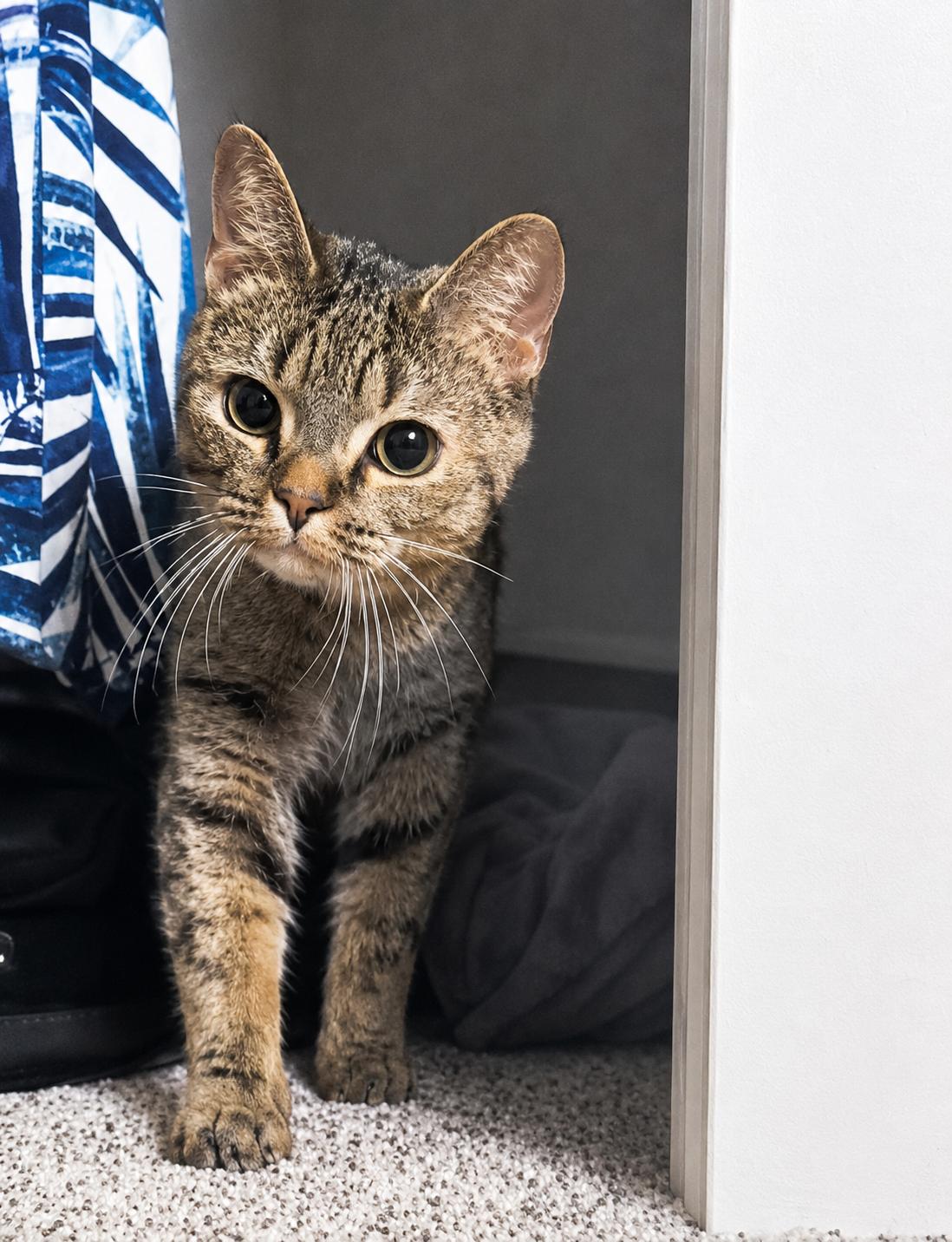 Eve, a ADOPTABLE Domestic Short Hair in Andover, CT image 1/5