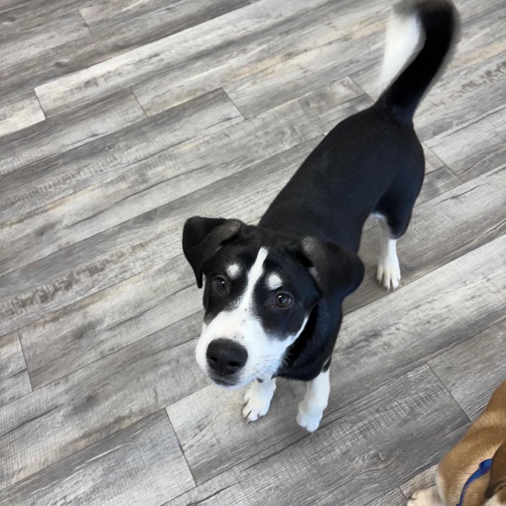 Cody, a Adoptable mixed breed in Crookston, MN image 1/5