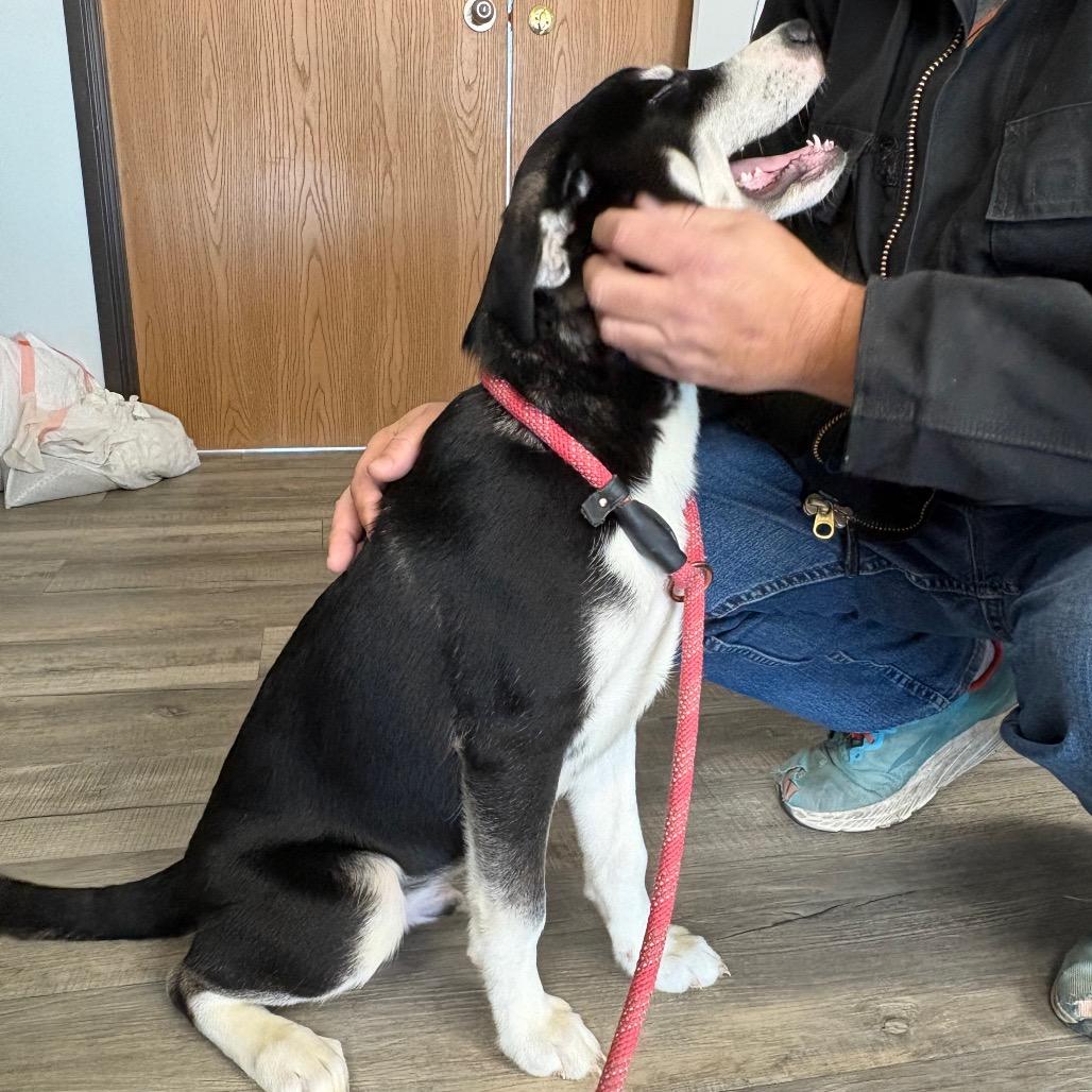 Cody, a Adoptable mixed breed in Crookston, MN image 2/5