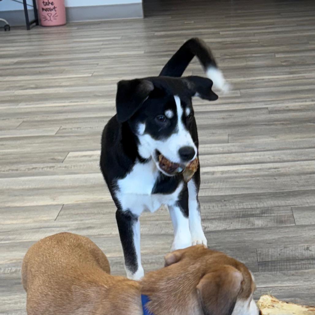 Cody, a Adoptable mixed breed in Crookston, MN image 4/5