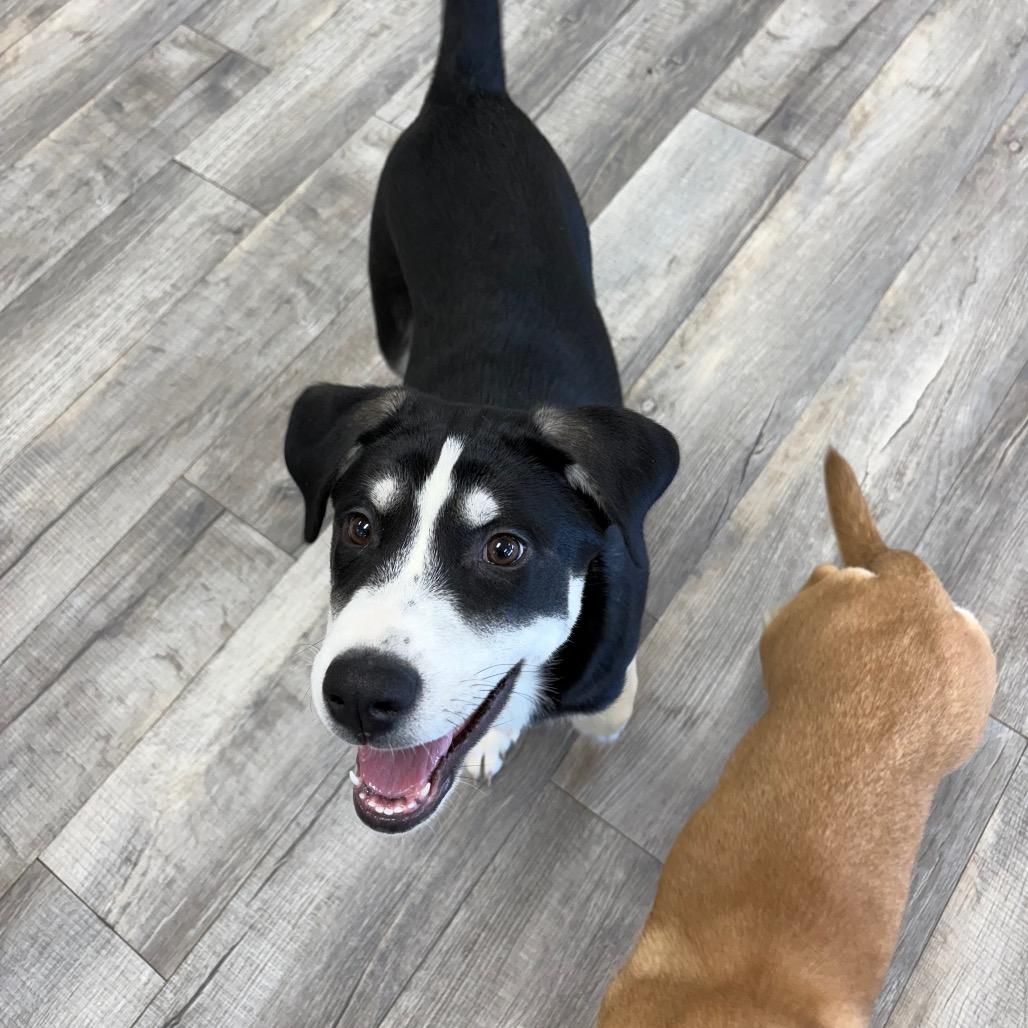 Cody, a Adoptable mixed breed in Crookston, MN image 5/5
