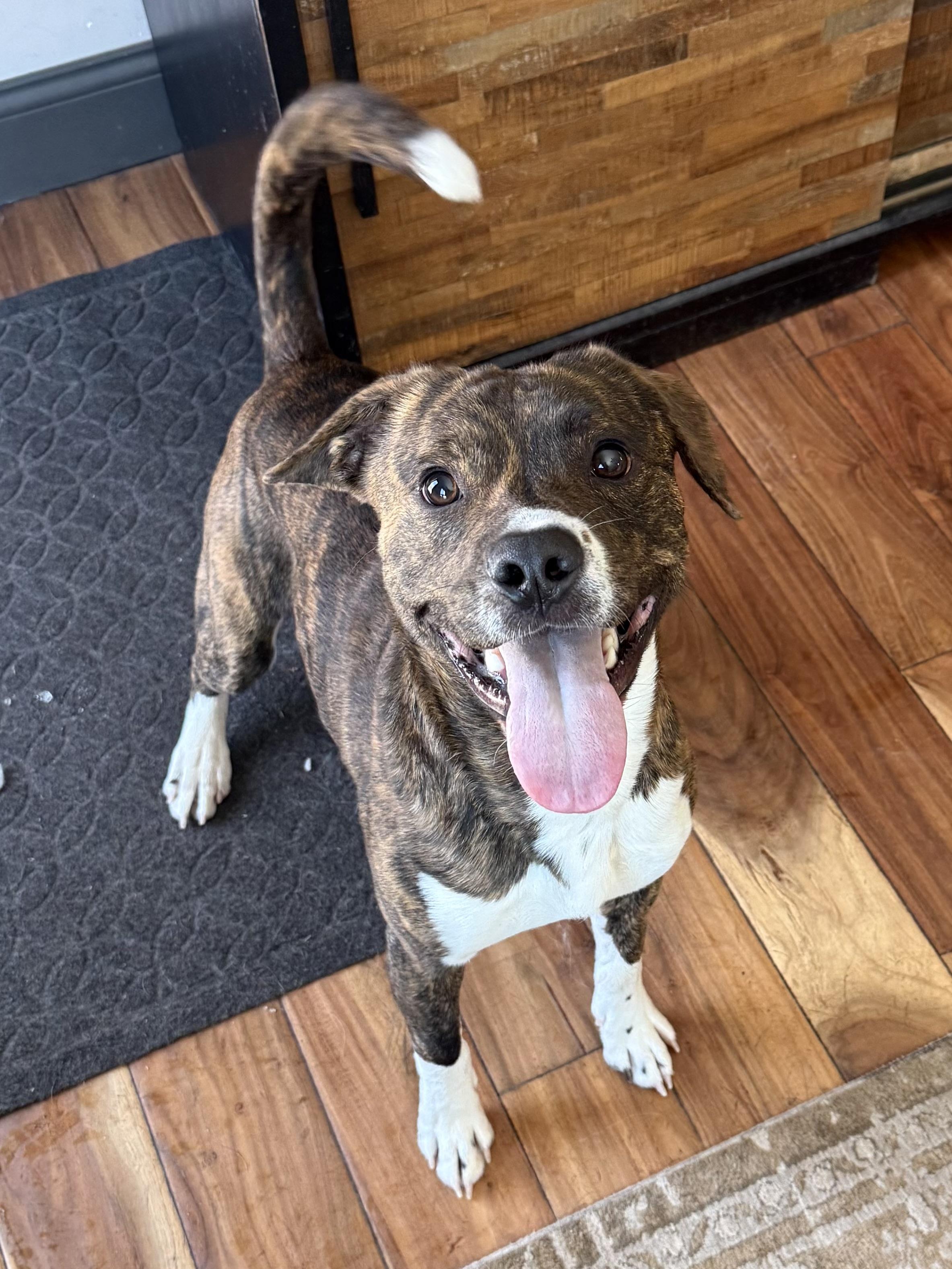 Enlarge Deuce, a ADOPTABLE mixed breed in Succasunna, NJ image 6/6