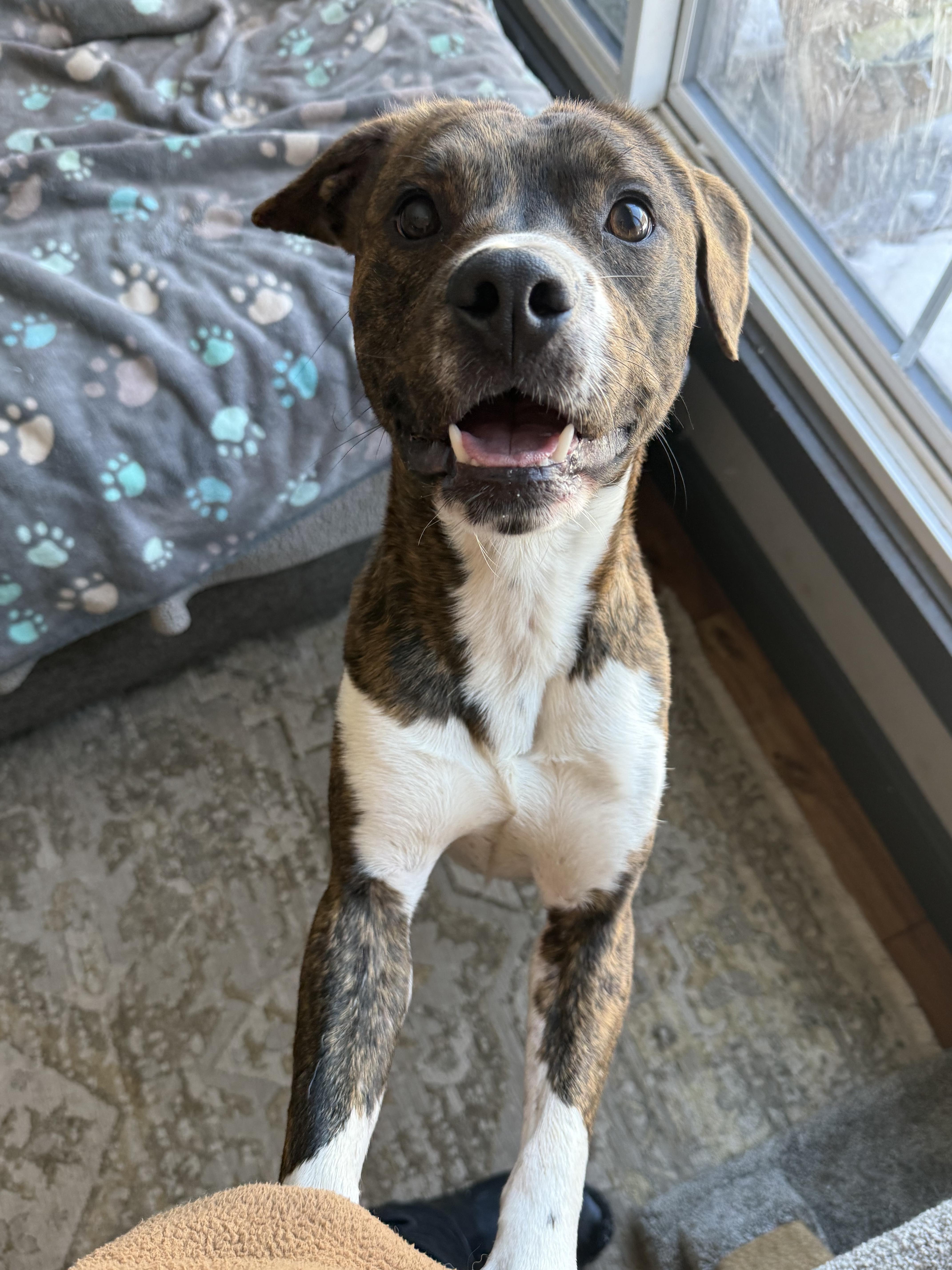 Enlarge Deuce, a ADOPTABLE mixed breed in Succasunna, NJ image 4/6