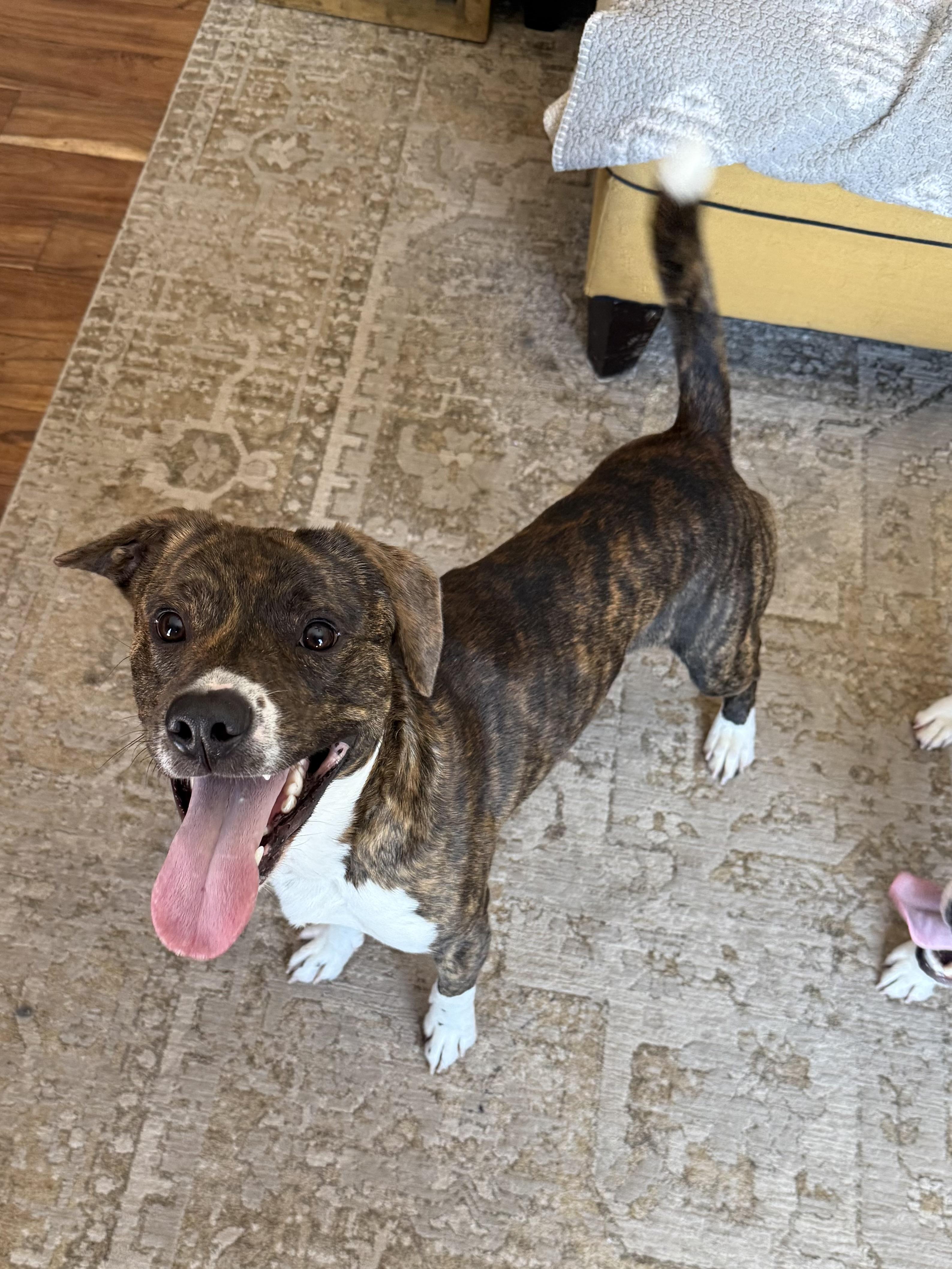 Enlarge Deuce, a ADOPTABLE mixed breed in Succasunna, NJ image 5/6