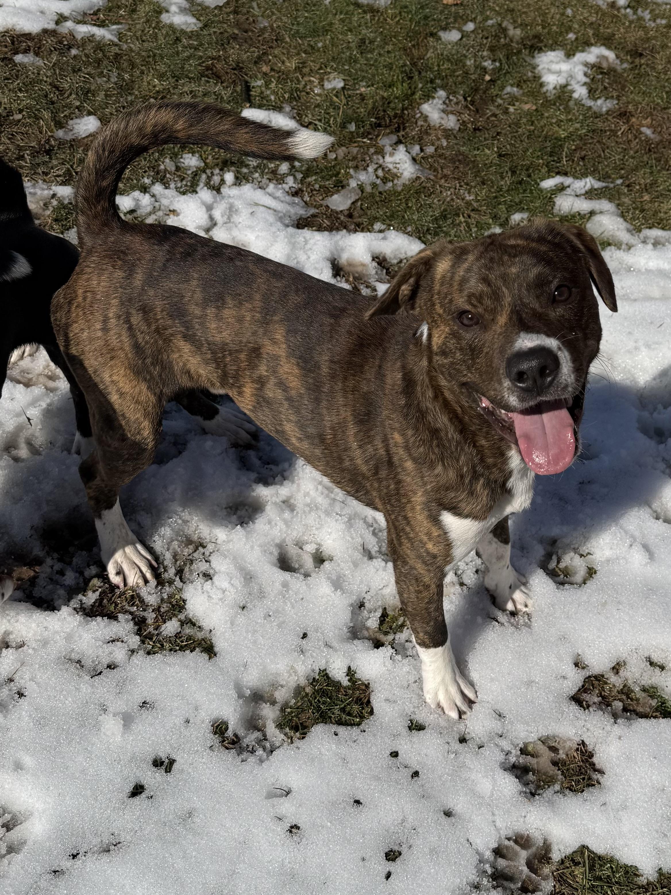 Enlarge Deuce, a ADOPTABLE mixed breed in Succasunna, NJ image 3/6