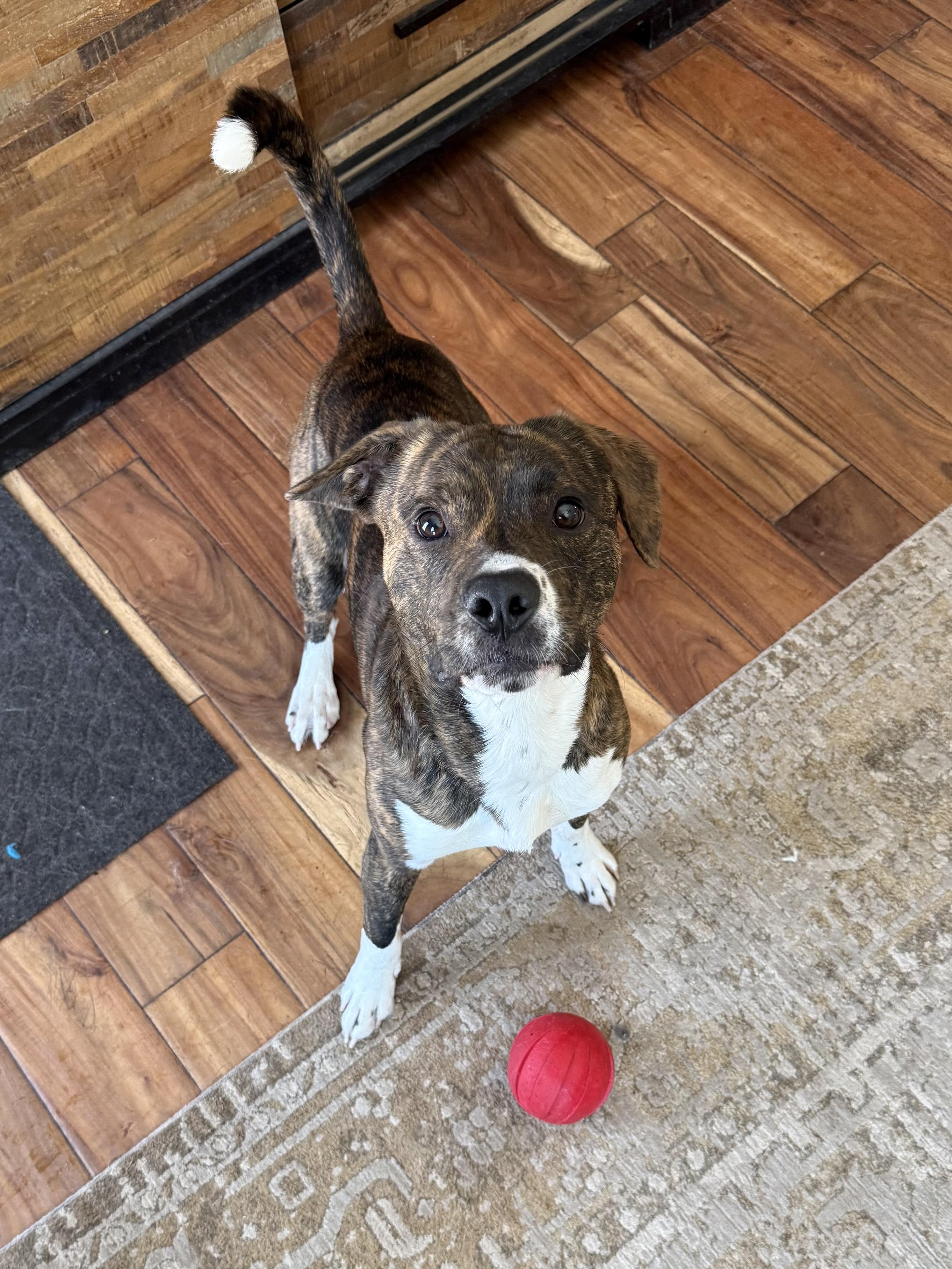 Enlarge Deuce, a ADOPTABLE mixed breed in Succasunna, NJ image 2/6