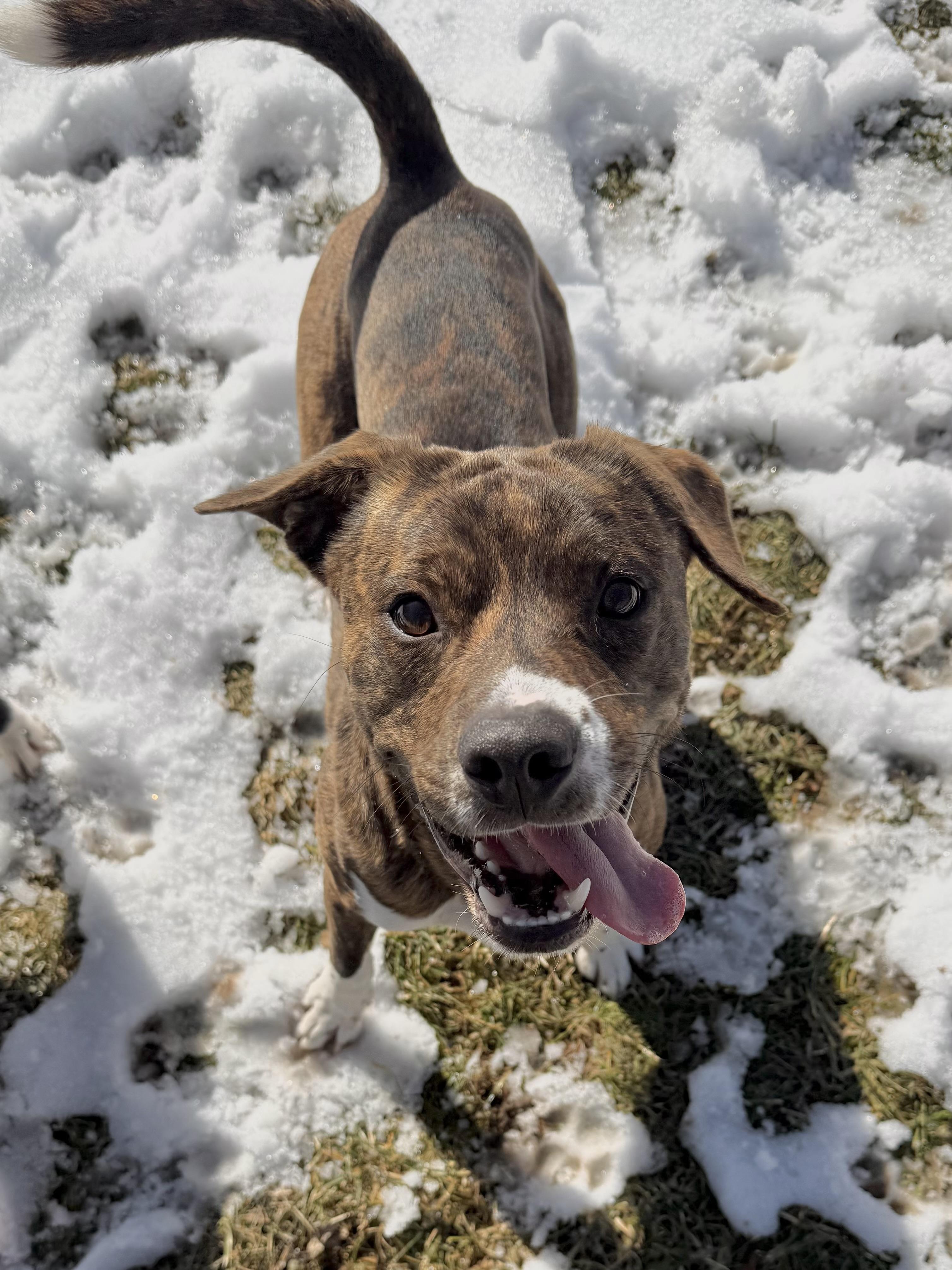 Deuce, ADOPTABLE, Young Male Mixed Breed.