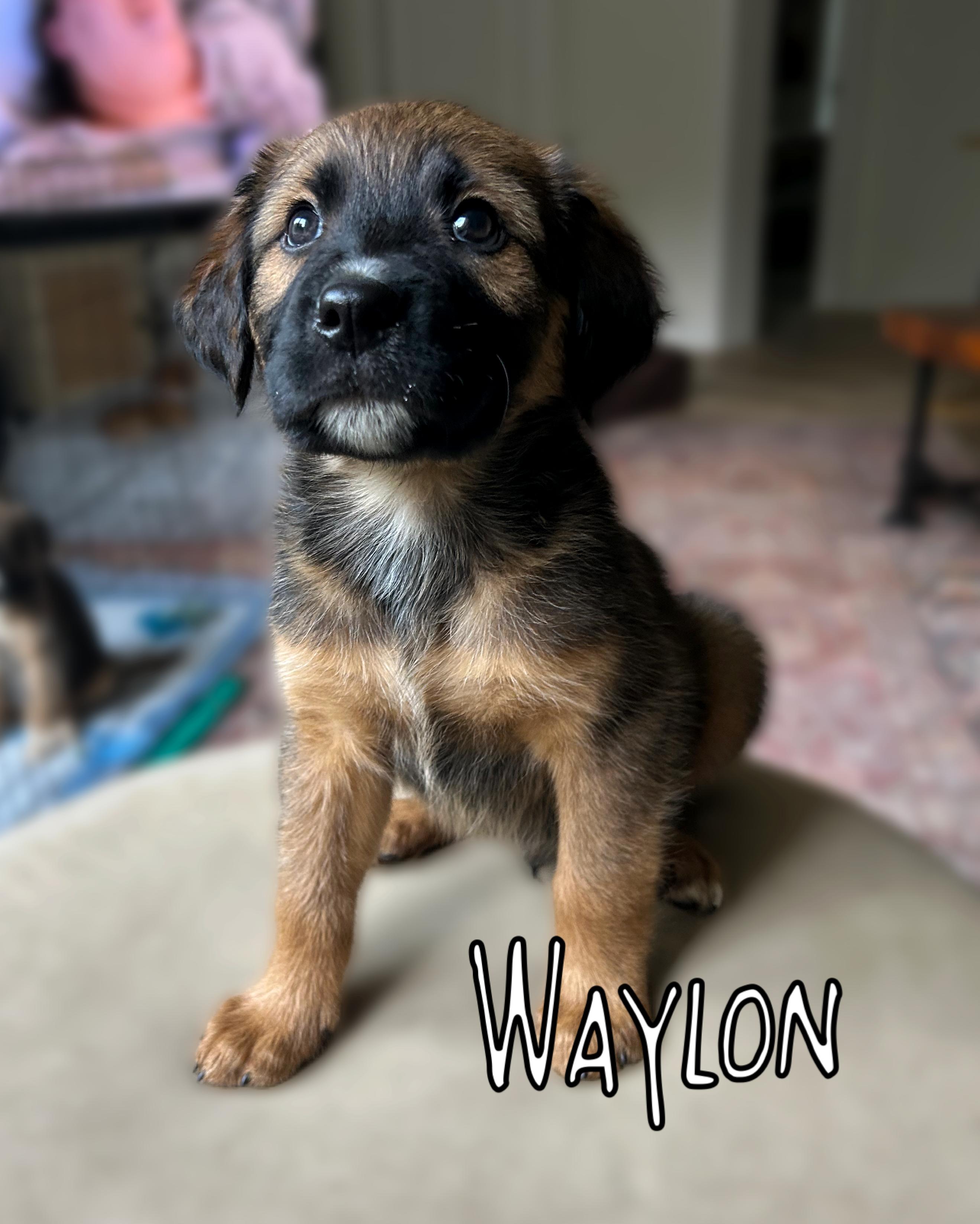 Waylon, ADOPTABLE, Puppy Male Mixed Breed.