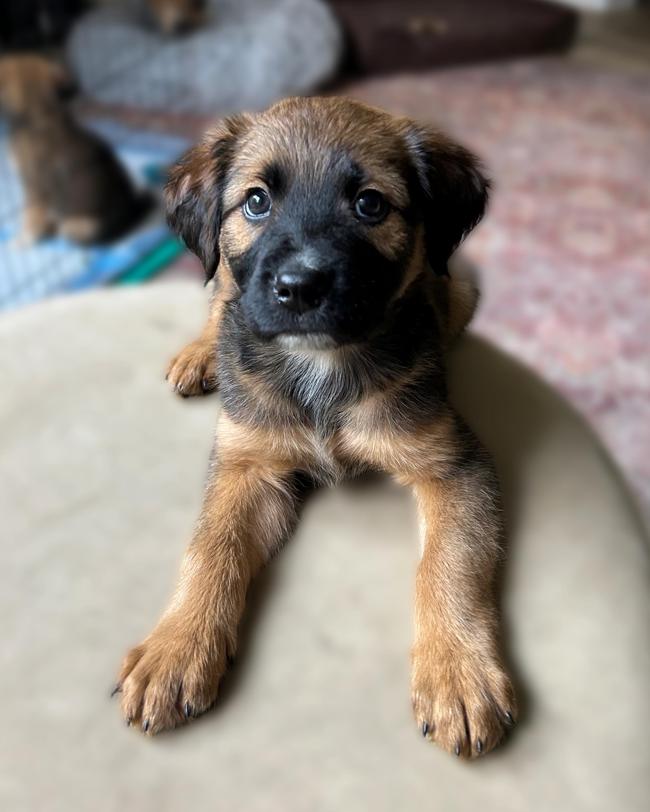 Waylon, a ADOPTABLE mixed breed in Richmond, VA image 5/5