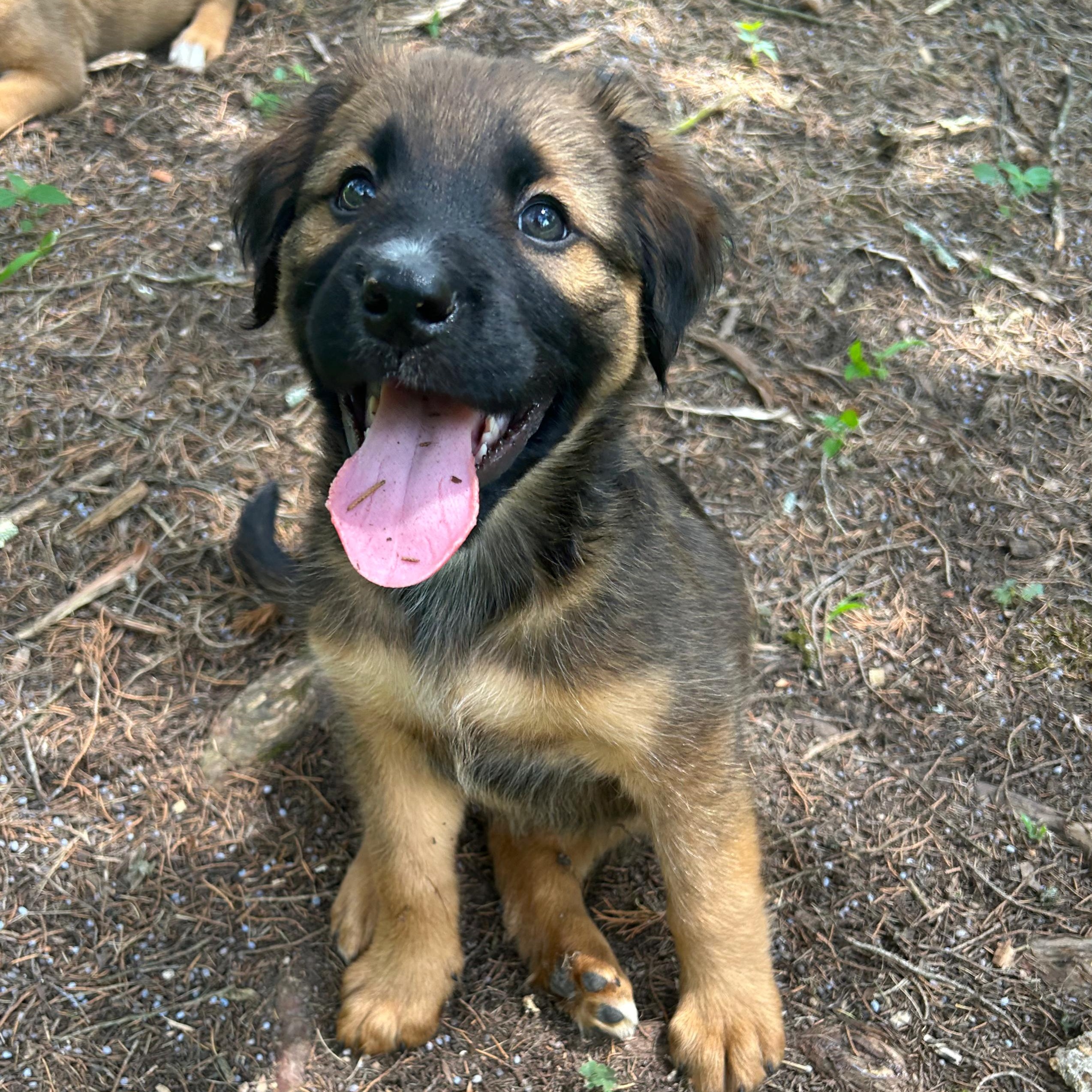 Waylon, a ADOPTABLE mixed breed in Richmond, VA image 4/5