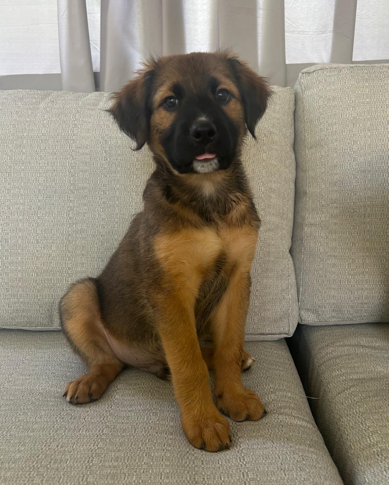 Waylon, a ADOPTABLE mixed breed in Richmond, VA image 3/5