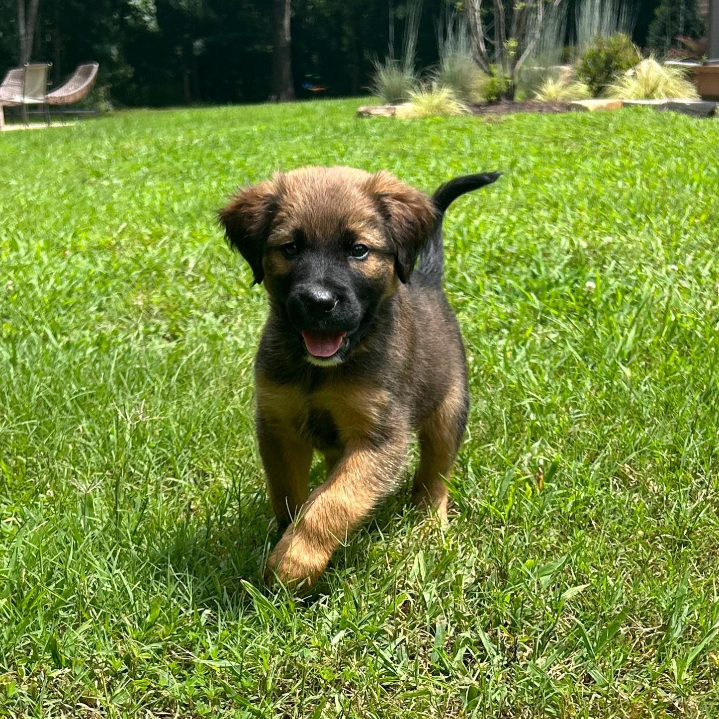 Waylon, a ADOPTABLE mixed breed in Richmond, VA image 2/5