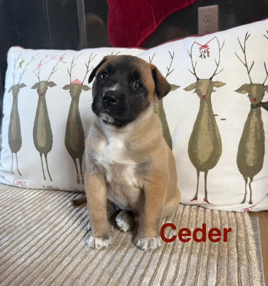 Cedar, Adoptable, Puppy Male Shepherd.