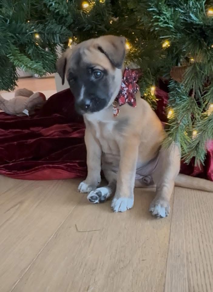 Cedar, a Adoptable mixed breed in Walker, LA image 2/3