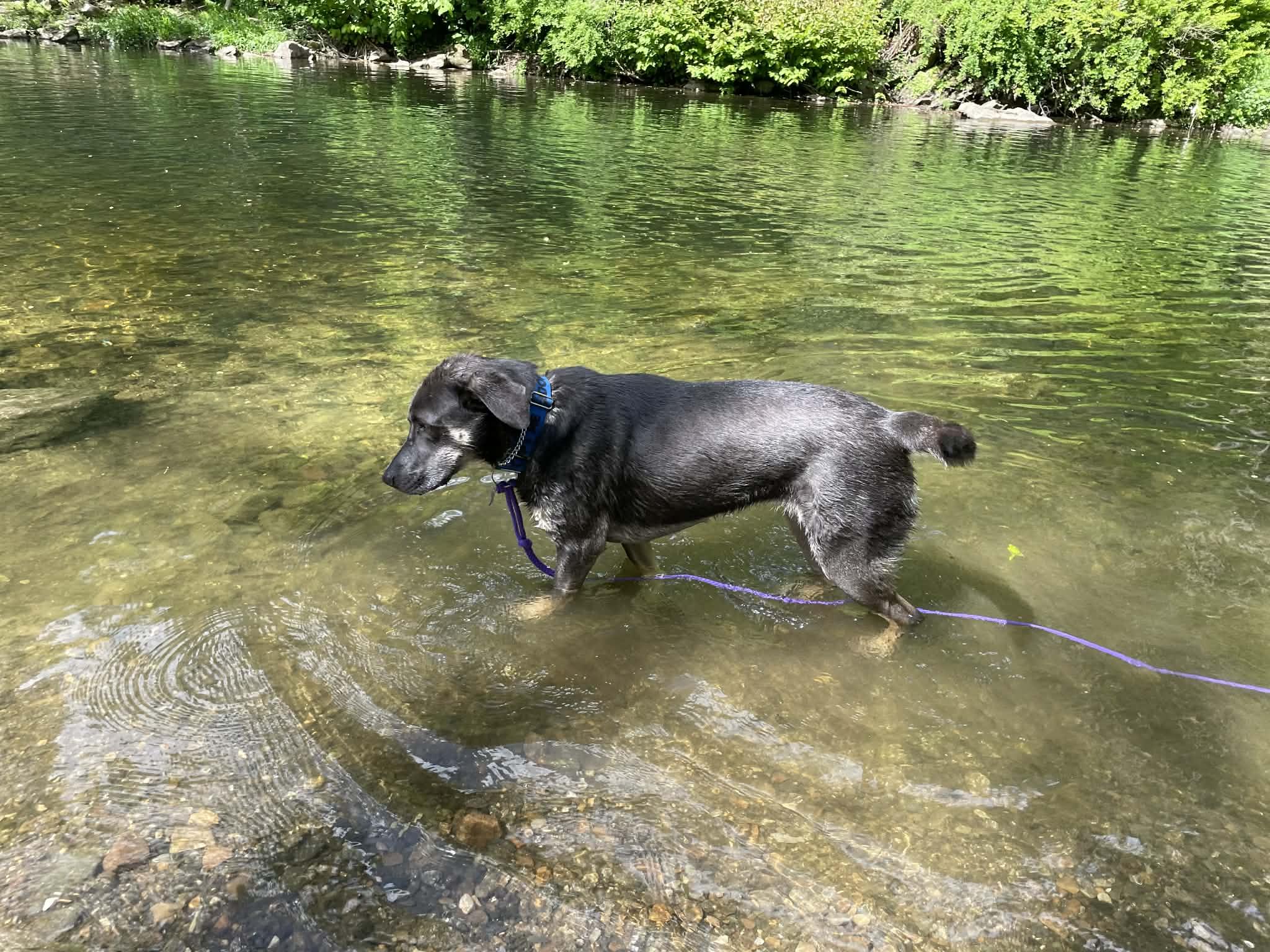 Enlarge Pretty Woman Sage, a ADOPTABLE mixed breed in Blue Bell, PA image 4/6