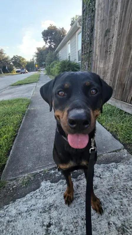 Enlarge Lola, a Adoptable Rottweiler in Polk, OH image 4/4