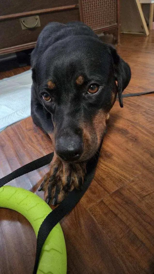 Enlarge Lola, a Adoptable Rottweiler in Polk, OH image 2/4
