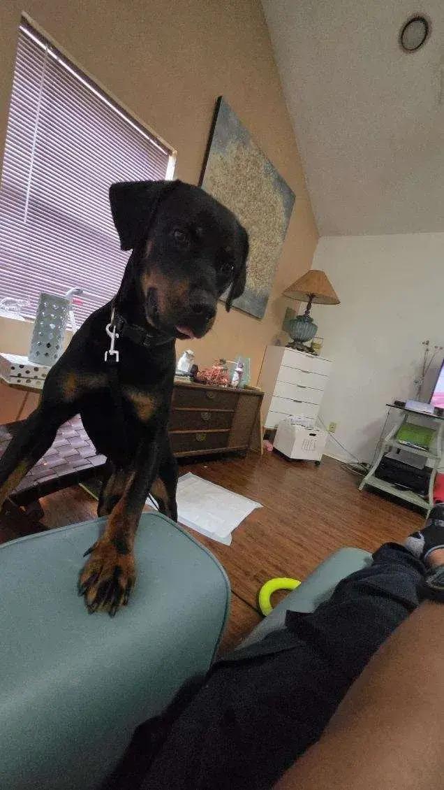 Lola, Adoptable, Young Female Rottweiler.