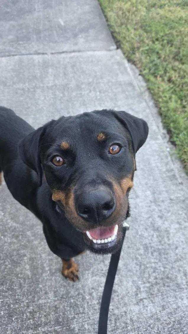 Enlarge Lola, a Adoptable Rottweiler in Polk, OH image 3/4