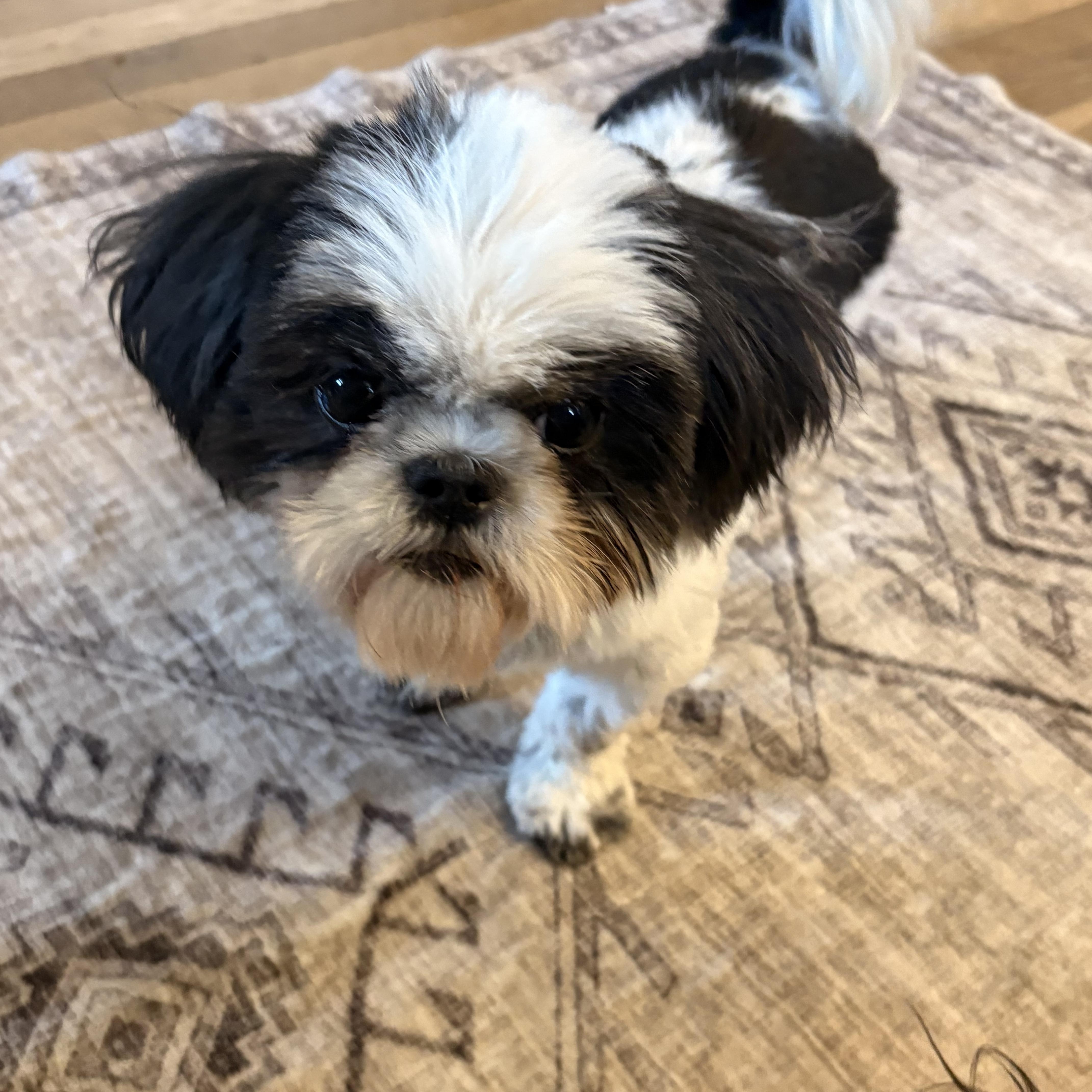 Lemonade “Lemmy”, a Adoptable Shih Tzu in Dayton, OH image 2/5
