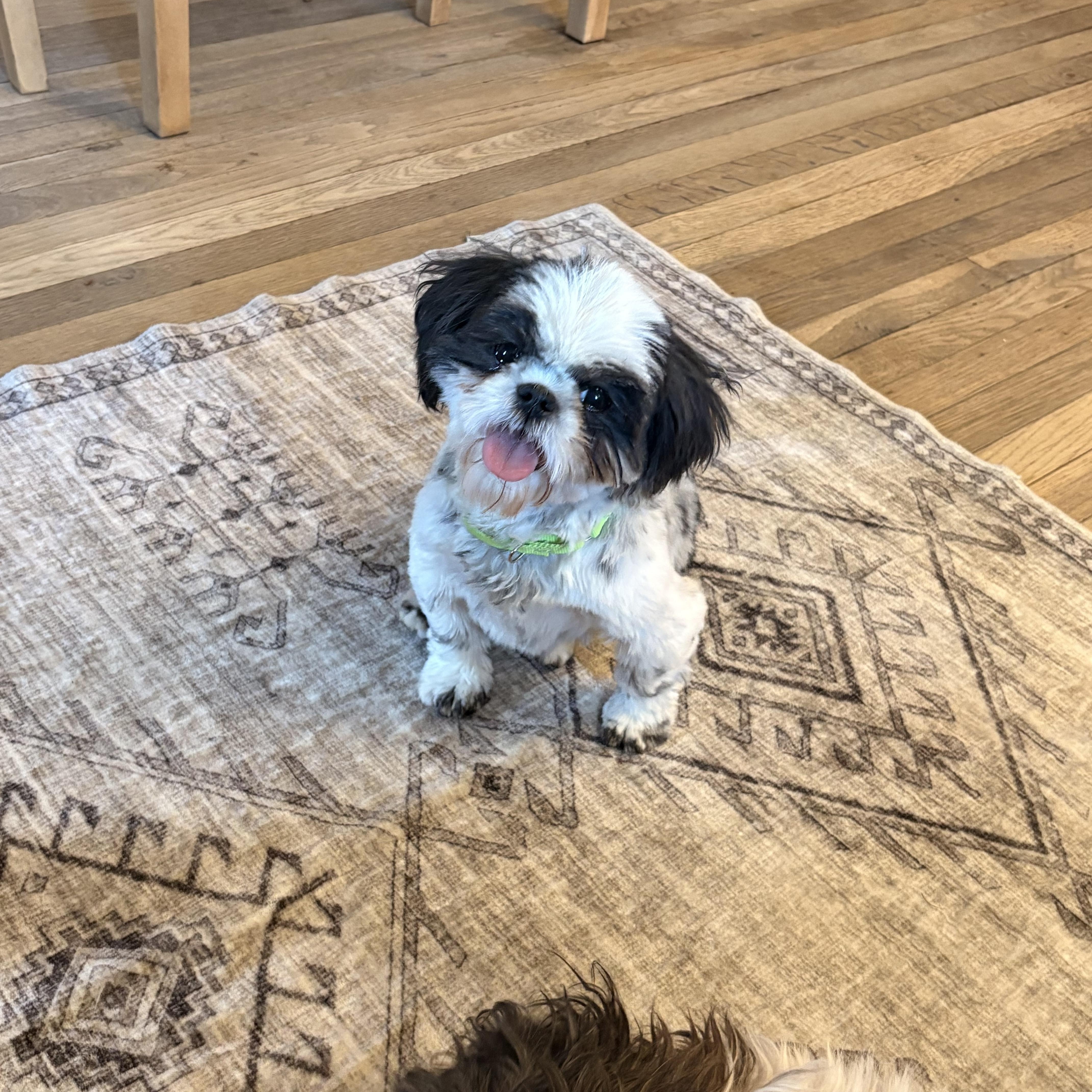 Lemonade “Lemmy”, Adoptable, Adult Female Shih Tzu.