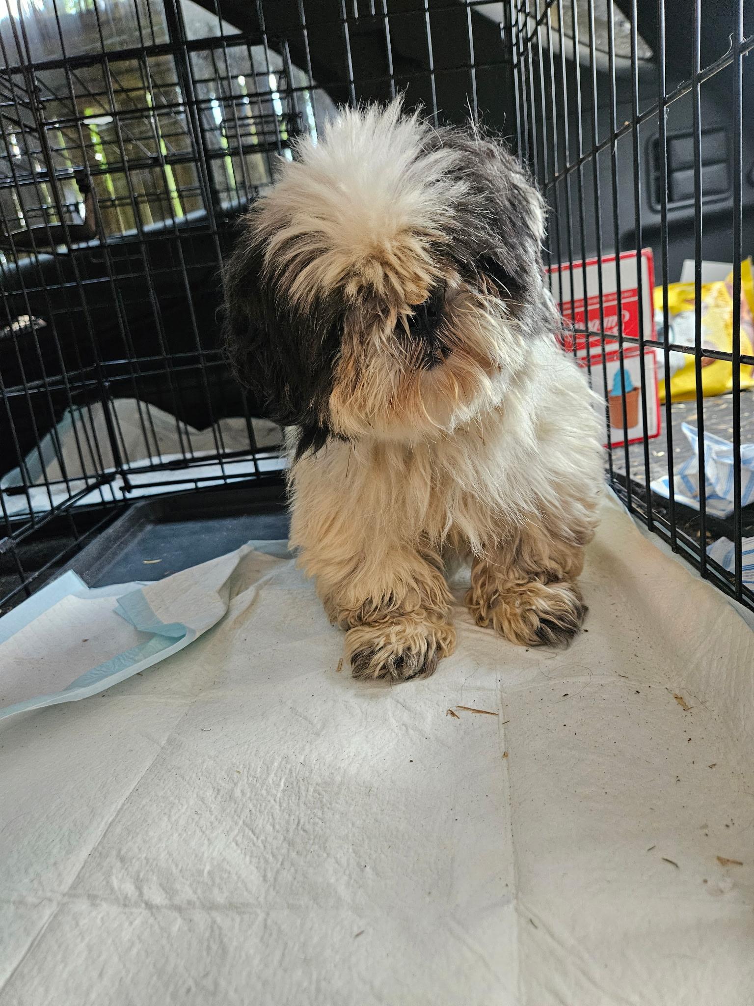 Lemonade “Lemmy”, a Adoptable Shih Tzu in Dayton, OH image 5/5