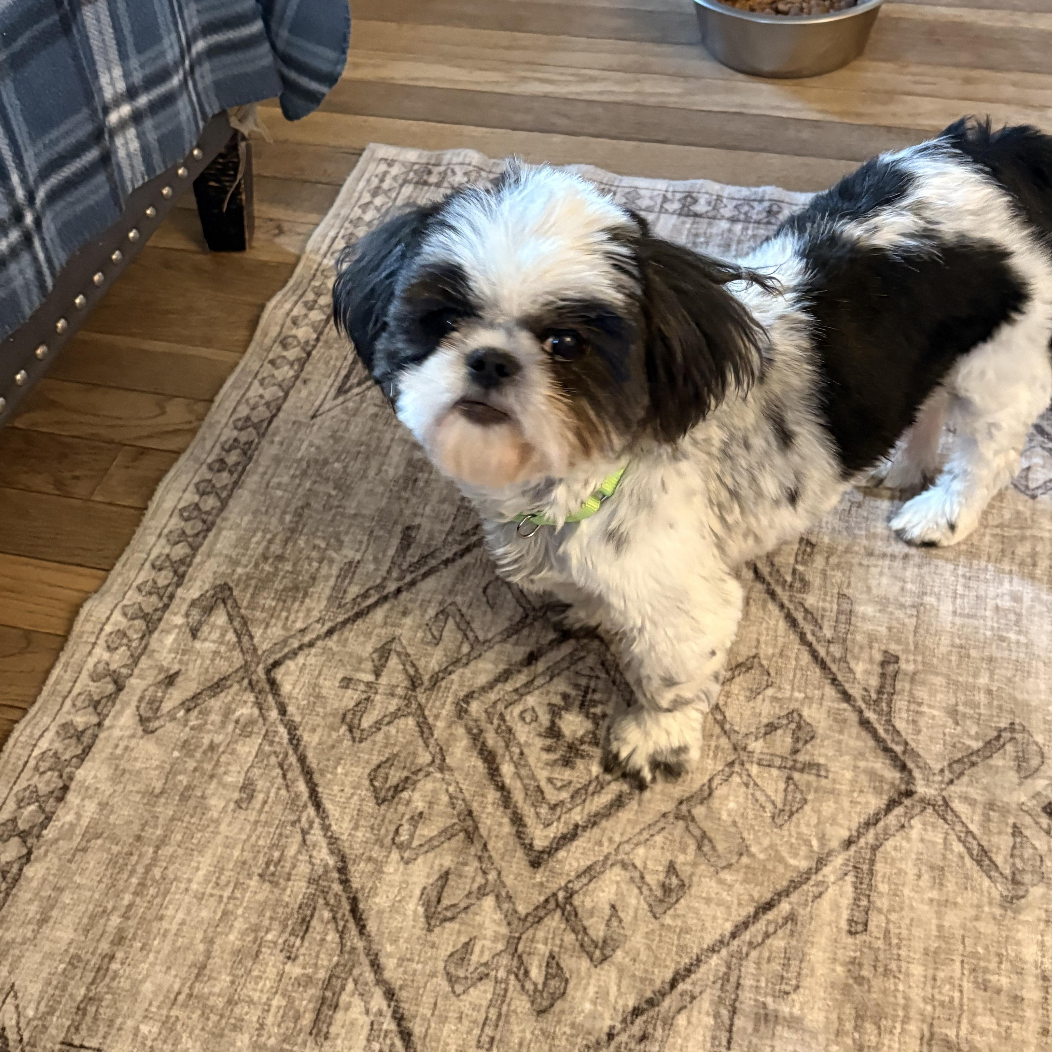 Lemonade “Lemmy”, a Adoptable Shih Tzu in Dayton, OH image 3/5