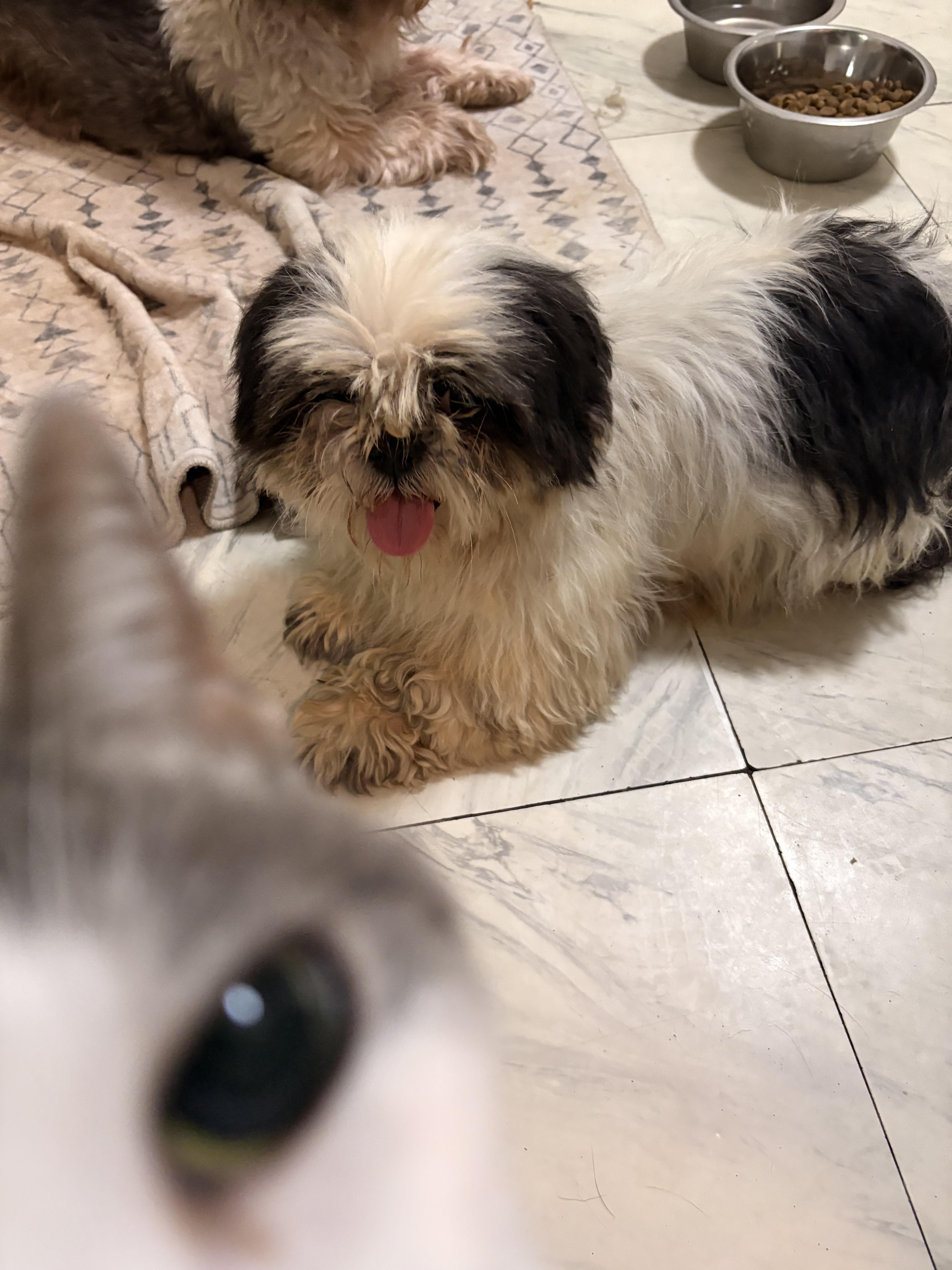 Lemonade “Lemmy”, a Adoptable Shih Tzu in Dayton, OH image 4/5