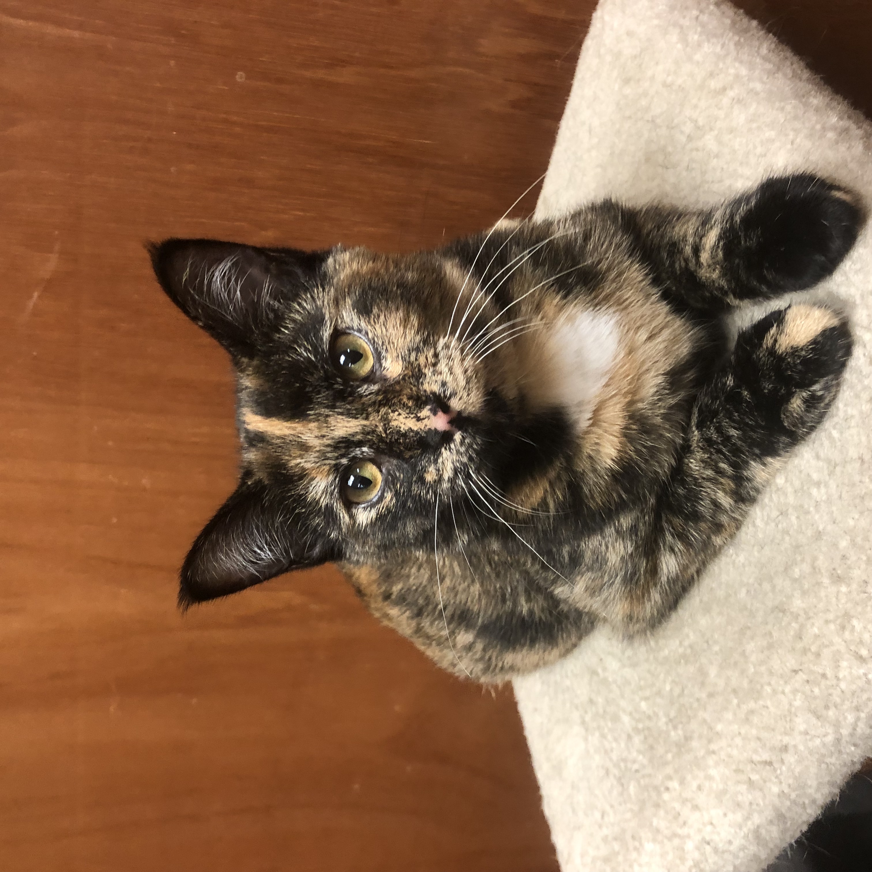 Enlarge Henna, a Adoptable Tortoiseshell in Scarborough, ON image 1/1