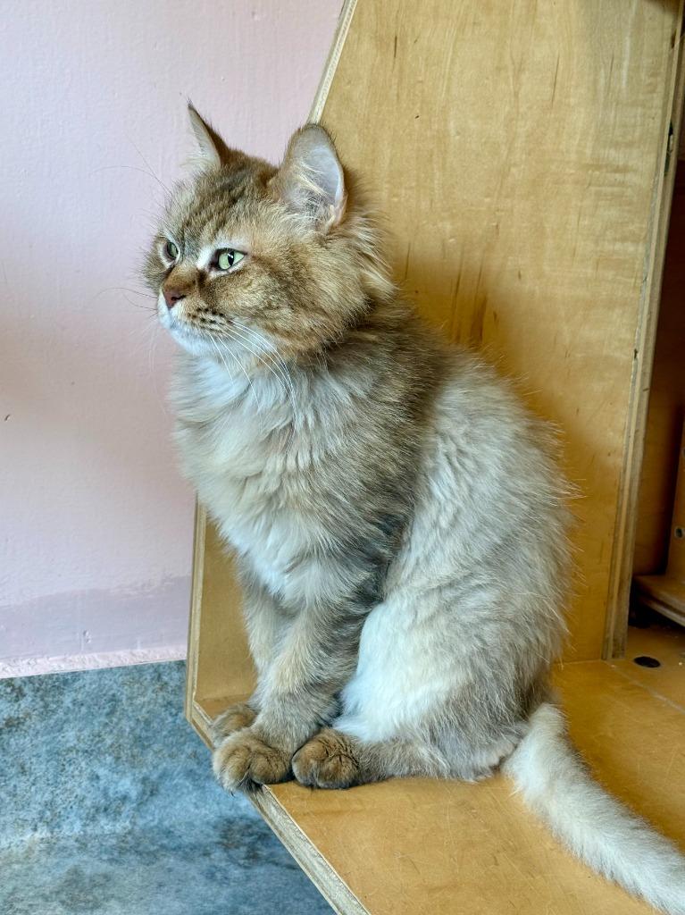 Enlarge Browny, a Adoptable Persian in Lunenburg, MA image 1/3