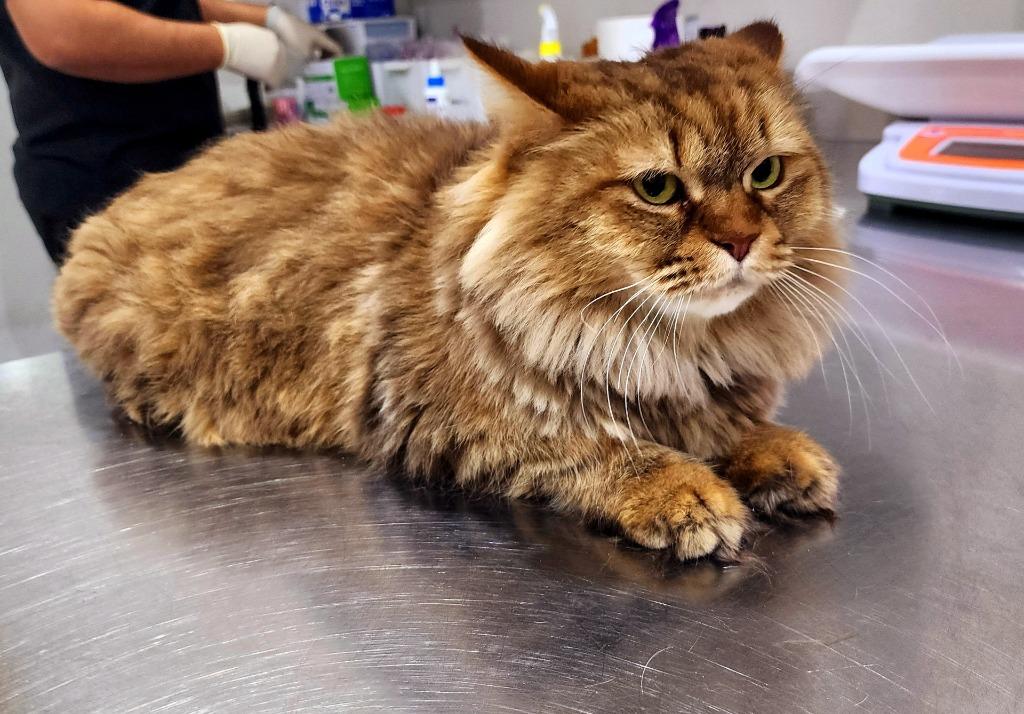 Enlarge Browny, a Adoptable Persian in Lunenburg, MA image 2/3