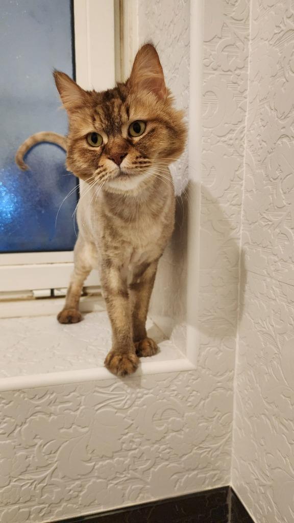 Enlarge Browny, a Adoptable Persian in Lunenburg, MA image 3/3