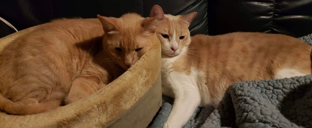 Enlarge Arya Stark, a Adoptable Domestic Short Hair in Los Angeles, CA image 1/12