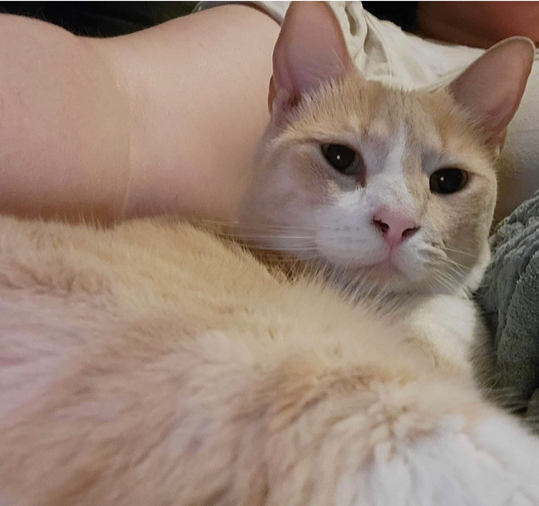 Enlarge Arya Stark, a Adoptable Domestic Short Hair in Los Angeles, CA image 2/12